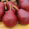 【陕西红啤梨】色泽鲜红、形如葫芦、核小无渣、甜蜜多汁、可以吸得梨子 商品缩略图2