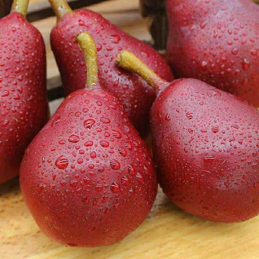 【陕西红啤梨】色泽鲜红、形如葫芦、核小无渣、甜蜜多汁、可以吸得梨子 商品图2