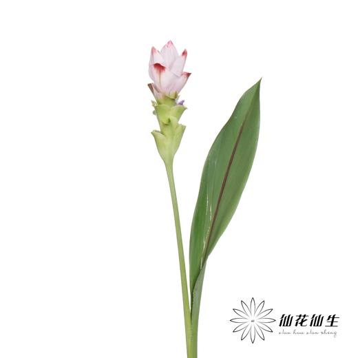 配花 | 姜荷花粉色 商品图4