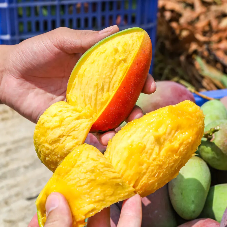 广西百色贵妃芒芒果|山人优选，皮薄核薄，果肉软糯Q弹，果香味好，甜度佳