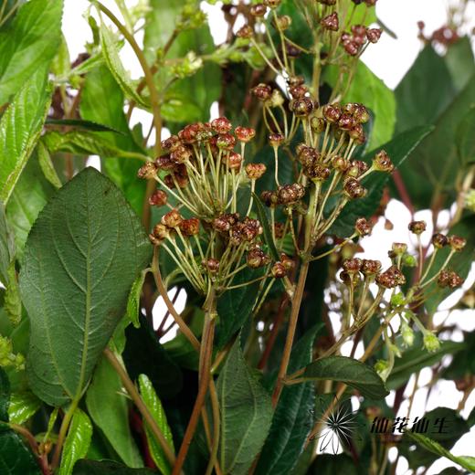 配果 | 美洲茶果 商品图4