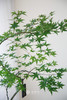 灰盆流泉枫 商品缩略图1