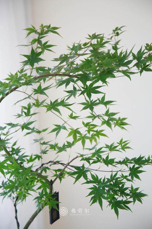 灰盆流泉枫 商品图1