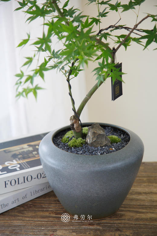 灰盆流泉枫 商品图2