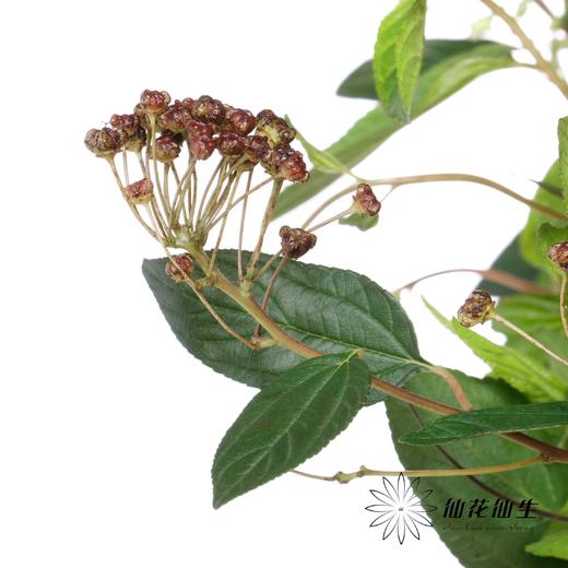 配果 | 美洲茶果 商品图1