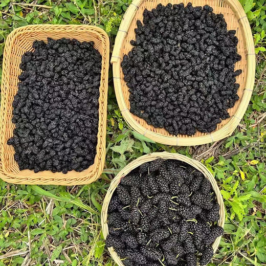 【大凉山野生老树桑葚干】自然晒干·0农药无添加丨蚕农古法种植丨花青素爆表丨泡茶泡酒养生佳品 商品图5