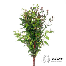 配果 | 美洲茶果