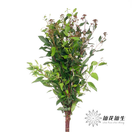 配果 | 美洲茶果 商品图0