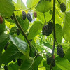 【大凉山野生老树桑葚干】自然晒干·0农药无添加丨蚕农古法种植丨花青素爆表丨泡茶泡酒养生佳品 商品缩略图1