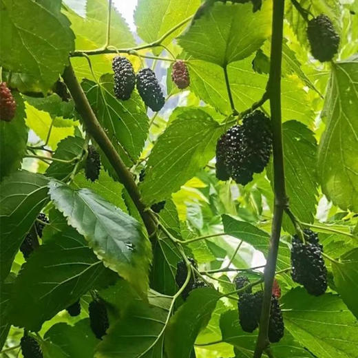 【大凉山野生老树桑葚干】自然晒干·0农药无添加丨蚕农古法种植丨花青素爆表丨泡茶泡酒养生佳品 商品图1