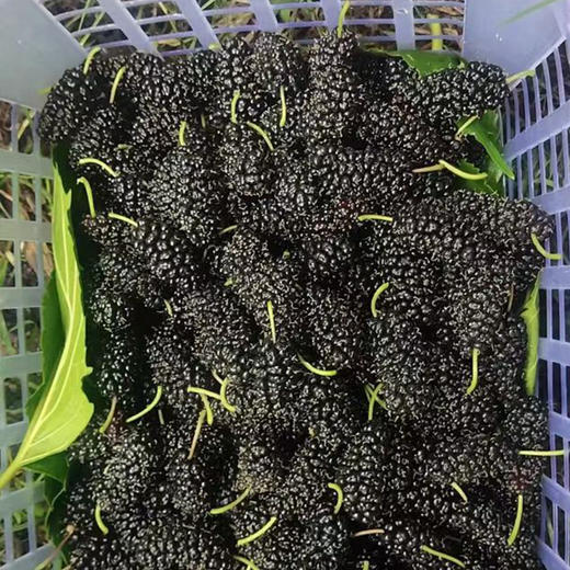 【大凉山野生老树桑葚干】自然晒干·0农药无添加丨蚕农古法种植丨花青素爆表丨泡茶泡酒养生佳品 商品图4