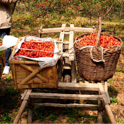基地直发 | 陈皮桑葚山楂条300g/罐*2 商品图2