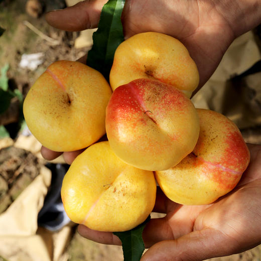 平谷黄油蟠桃礼盒  新鲜采摘  脆甜多汁  桃味浓郁  应季尝鲜 商品图8