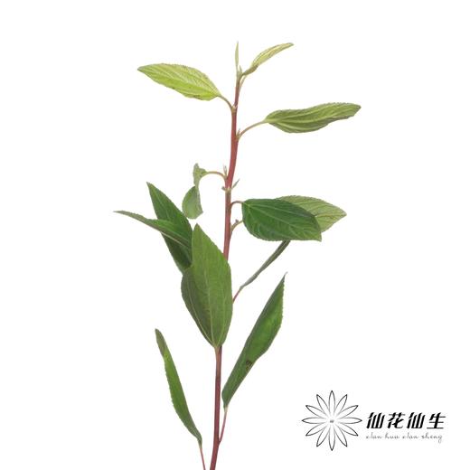 配果 | 美洲茶果 商品图2