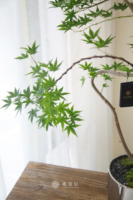 镀金银流泉枫 商品图1