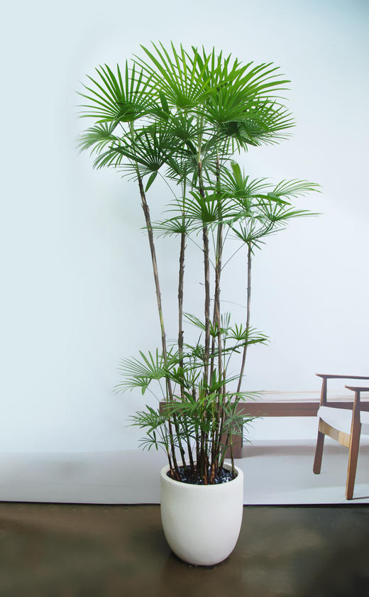 落地金山棕 商品图0