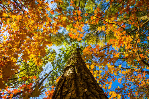 10.8确定出发【北国秋色】内蒙古代钦塔拉•乌旦塔拉五角枫•奈曼旗沙漠•红海滩•本溪老边沟•丹东天桥沟•鸭绿江河口12天 商品图13