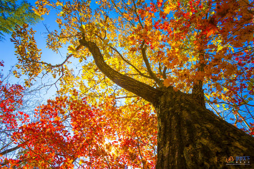 10.8确定出发【北国秋色】内蒙古代钦塔拉•乌旦塔拉五角枫•奈曼旗沙漠•红海滩•本溪老边沟•丹东天桥沟•鸭绿江河口12天 商品图12