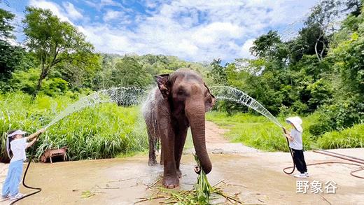 西双版纳6天亲子营（2025夏令营） 商品图5