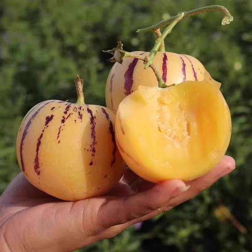 云南石林人参果，奶香味十足 清甜多汁，自然熟发货 商品图6