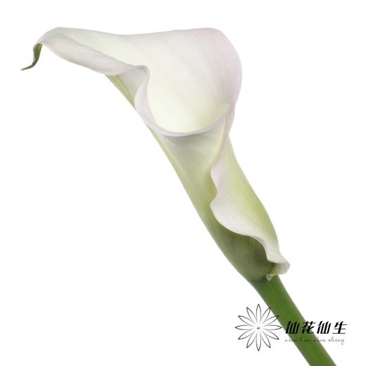 丽江马蹄莲 ｜ 变异浅粉【轻微压伤不售后，介意慎拍】 商品图4