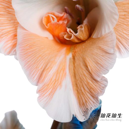 染色剑兰 | 多彩(上色不一,介意慎拍) 商品图2