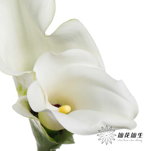 丽江马蹄莲 | 变异纯艺术【轻微压伤不售后，介意慎拍】 商品图0