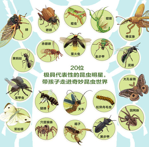 【注音版】给孩子的法布尔昆虫记（全10册） 赠：昆虫贴纸一张  20个昆虫故事260幅彩绘大图100+昆虫知识 商品图3