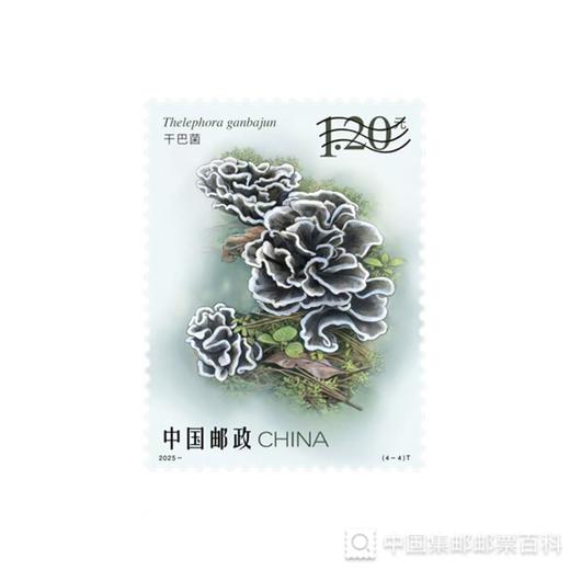 《食用菌（二）》邮票1套4枚 4套 限购1份 商品图4