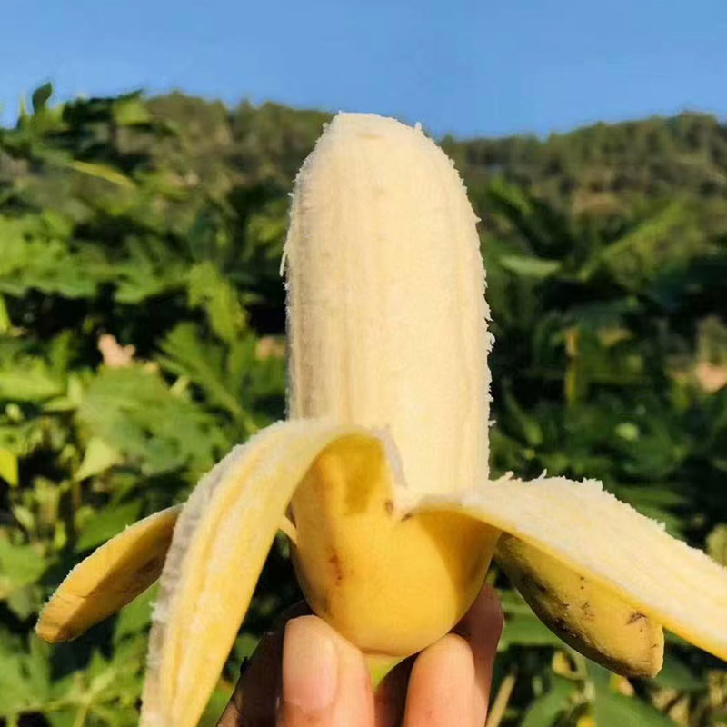 广西新鲜小米蕉香香甜甜满口爆汁
