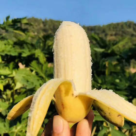 广西新鲜小米蕉香香甜甜满口爆汁