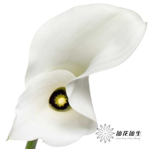 丽江马蹄莲 ｜ 变异白【轻微压伤不售后，介意慎拍】（季节原因颜色差异 介者慎拍） 商品图2