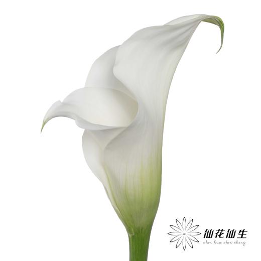 丽江马蹄莲 ｜ 变异白【轻微压伤不售后，介意慎拍】（季节原因颜色差异 介者慎拍） 商品图1