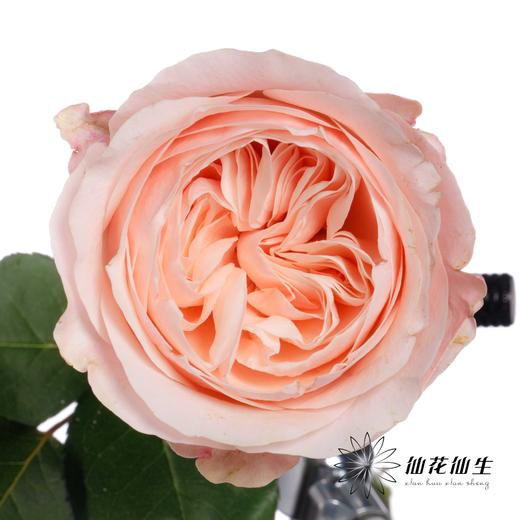 丽江基地单头玫瑰 | 凯瑟琳 商品图2