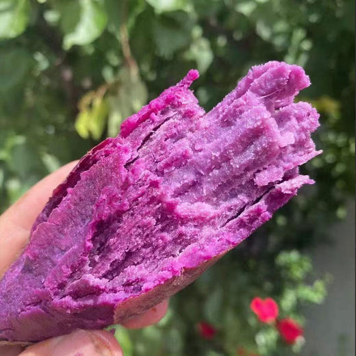 山地沙土紫罗兰紫薯新鲜农家自种糖心 商品图0