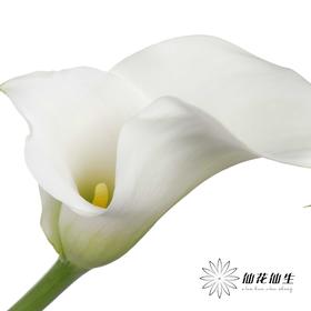 丽江马蹄莲 ｜ 变异白【轻微压伤不售后，介意慎拍】（季节原因颜色差异 介者慎拍）