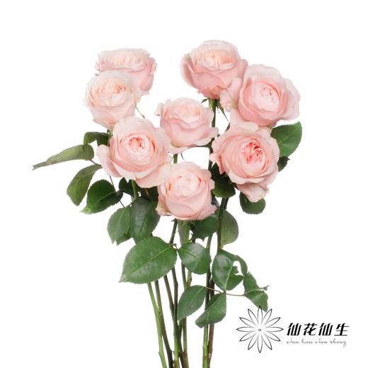 丽江基地单头玫瑰 | 凯瑟琳 商品图1