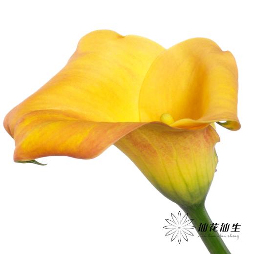 丽江马蹄莲 | 变异奥索尔诺【轻微压伤不售后，介意慎拍】 商品图1