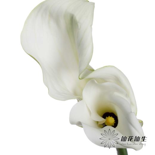 丽江马蹄莲 | 变异纯艺术【轻微压伤不售后，介意慎拍】 商品图2