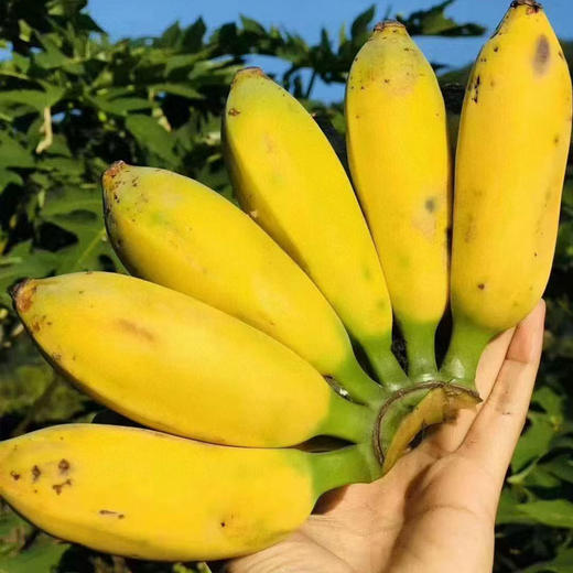广西新鲜小米蕉香香甜甜满口爆汁 商品图2