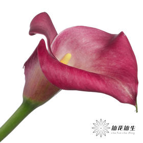 丽江马蹄莲 | 变异波尔多艺术