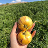 云南石林人参果，奶香味十足 清甜多汁，自然熟发货 商品缩略图4