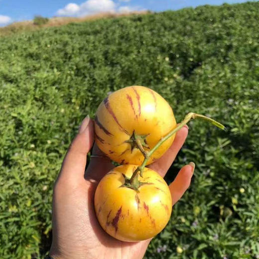 云南石林人参果，奶香味十足 清甜多汁，自然熟发货 商品图4