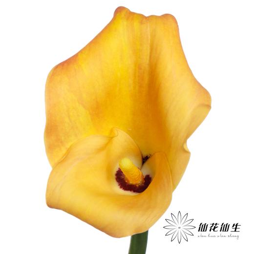 丽江马蹄莲 | 变异奥索尔诺【轻微压伤不售后，介意慎拍】 商品图3