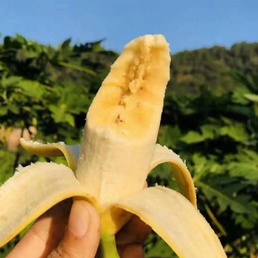 广西新鲜小米蕉香香甜甜满口爆汁 商品图1