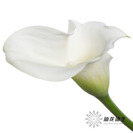 丽江马蹄莲 ｜ 变异白【轻微压伤不售后，介意慎拍】（季节原因颜色差异 介者慎拍） 商品图3