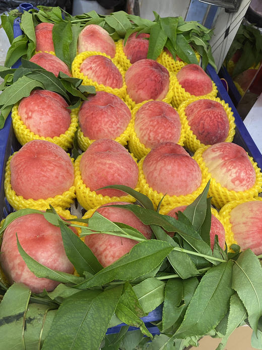 宏丰精选 水蜜桃，口感甜，活动价‼️‼️10元3斤 商品图9