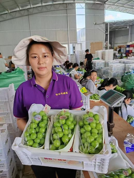 【会员32.5/斤】云南钻石晴皇阳光玫瑰青提 特级 商品图3