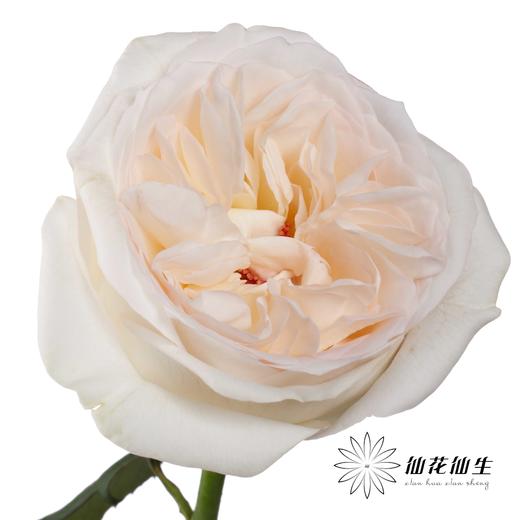 丽江基地单头玫瑰 | 贝拉 商品图4