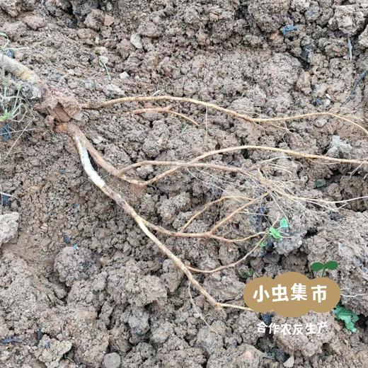 生态鲜五指毛桃 100g | 合作农友生产，来自湖南邵阳，生产者：廖敦祥 *【公平贸易农人定价】 商品图6